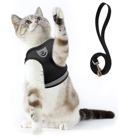 Siamkatze mit schwarzem Katzengeschirr und Leine, ideal für Spaziergänge, atmungsaktives Material.