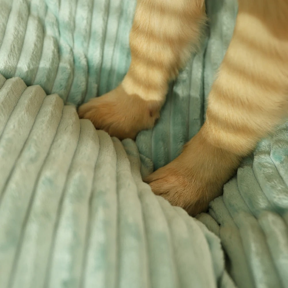 Katzenpfoten auf weicher, gerippter, hellgrüner Decke, Haustierkomfort, Heimtextilien.