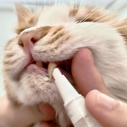 Katze erhält Zahnpflege mit Zahnbürste, Nahaufnahme, Zahnhygiene für Haustiere, weiß-orange Katze.