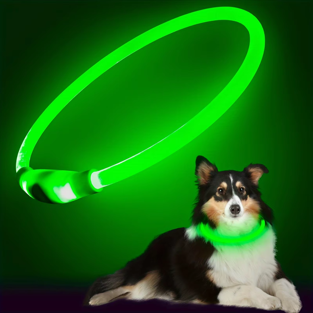 Leuchtendes grünes LED-Hundehalsband, sicherheitsfördernd, für Nachtspaziergänge.