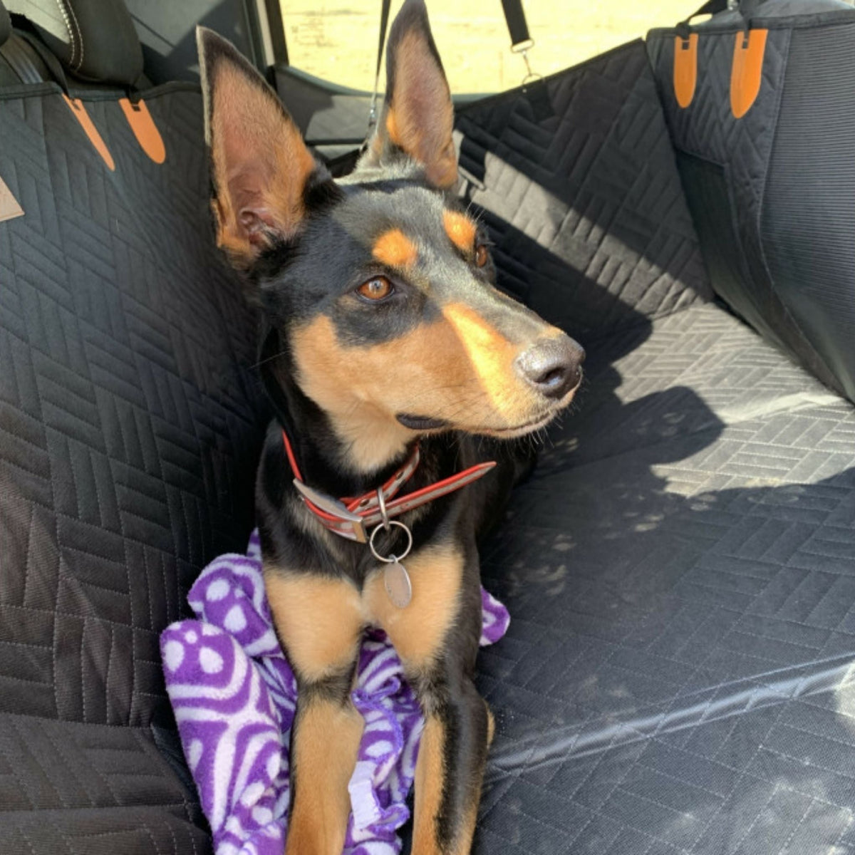 Schlanker Hund mit rotem Halsband liegt auf einer purpurnen Decke auf der schwarzen, gesteppten Rücksitzauflage im sonnigen Auto. 2