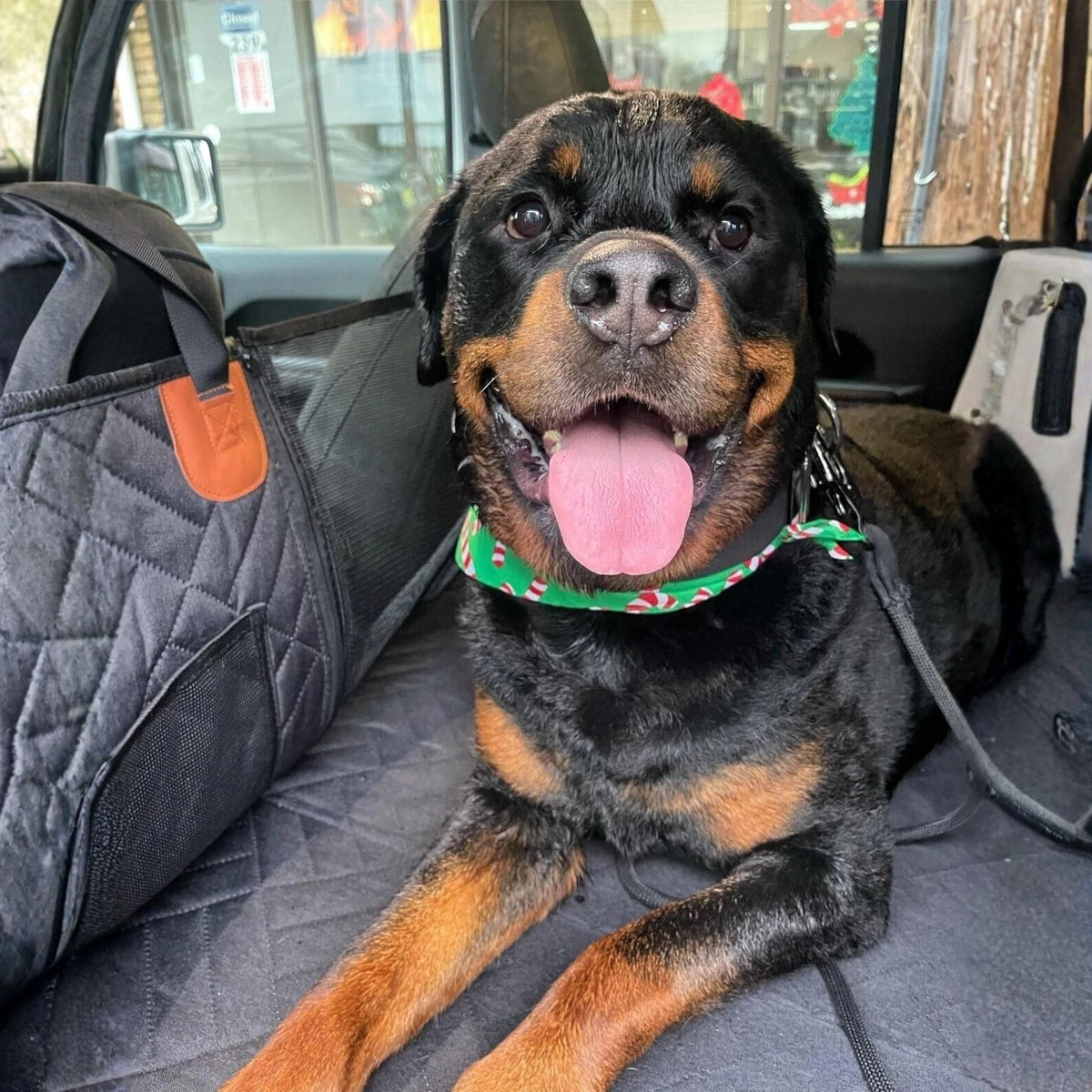 Rottweiler mit grünem Halstuch liegt lächelnd auf der schwarzen Autoauflage, daneben die gesteppte Seitenwand mit Netzeinsatz. 3