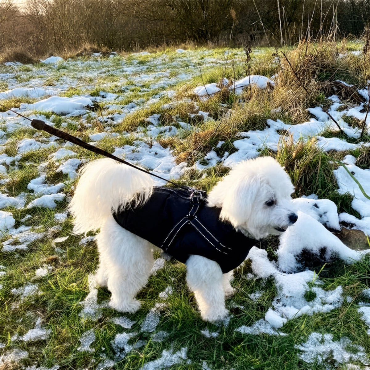 Weißer, flauschiger Hund schnuppert auf einer teilweise schneebedeckten Wiese und trägt den dunklen Mantel mit Geschirr an der Leine. 13