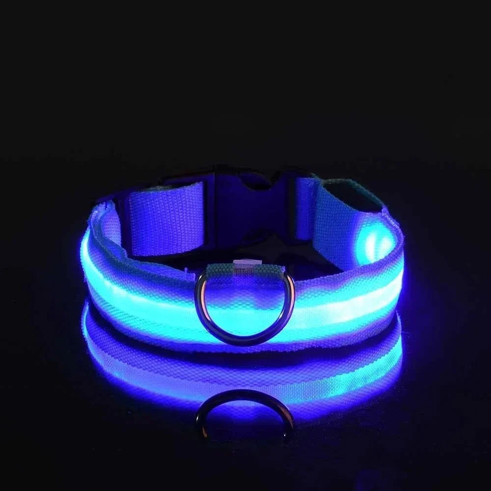 Blau leuchtendes Halsband mit D-Ring und Steckschnalle im Dunkeln, die Lichtstreifen spiegeln sich auf der glänzenden Fläche. 4