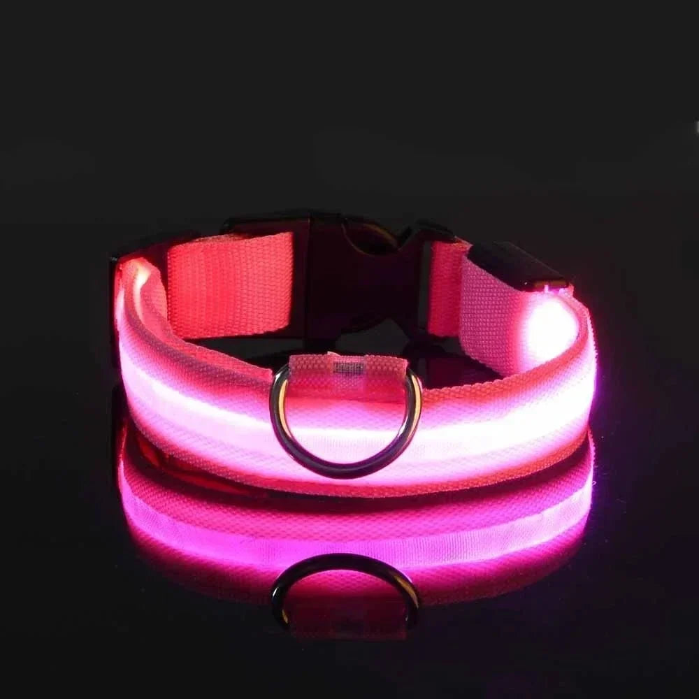 Rosa leuchtendes Halsband mit D-Ring und Steckschnalle vor schwarzem Hintergrund, mit Spiegelung auf glänzendem Untergrund. 5