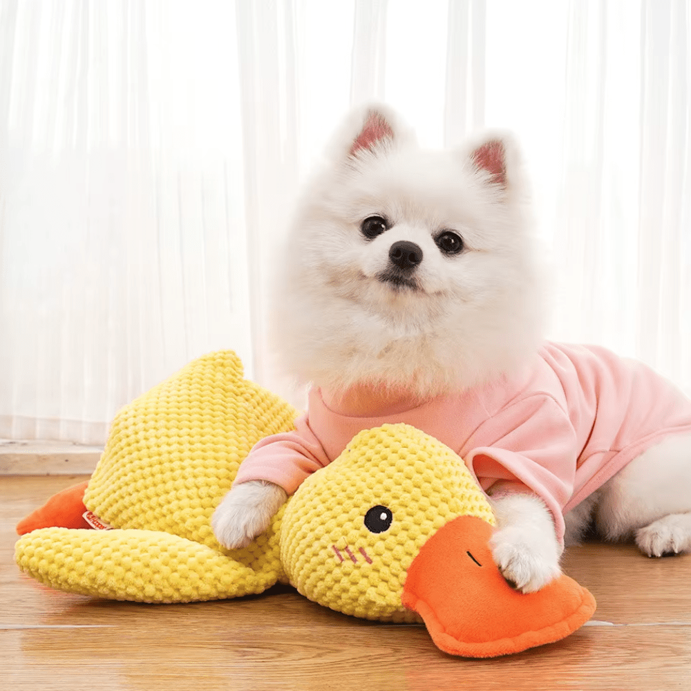 Weißer Spitz in rosa Pullover liegt kuschelnd an der gelben Plüschente auf Holzboden 2