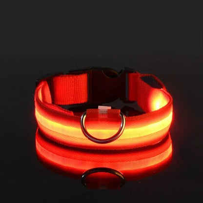 Orange-rot leuchtendes Halsband mit D-Ring und Steckschnalle vor dunklem Hintergrund, der Lichtstreifen spiegelt sich im Untergrund. 8