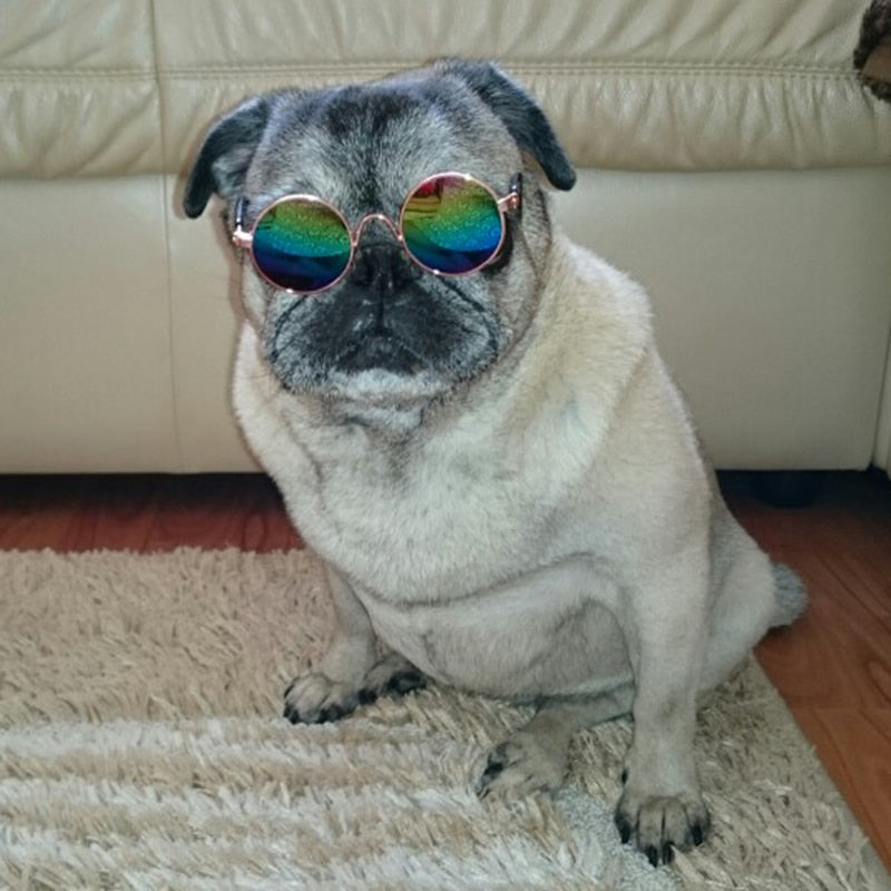 Mops mit Regenbogen-Sonnenbrille auf Teppich vor Ledersofa, lustiges Haustierfoto.